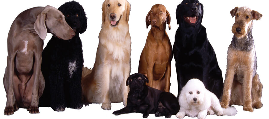 Rescue Dog vs. Purebred: Which Is Right for You?